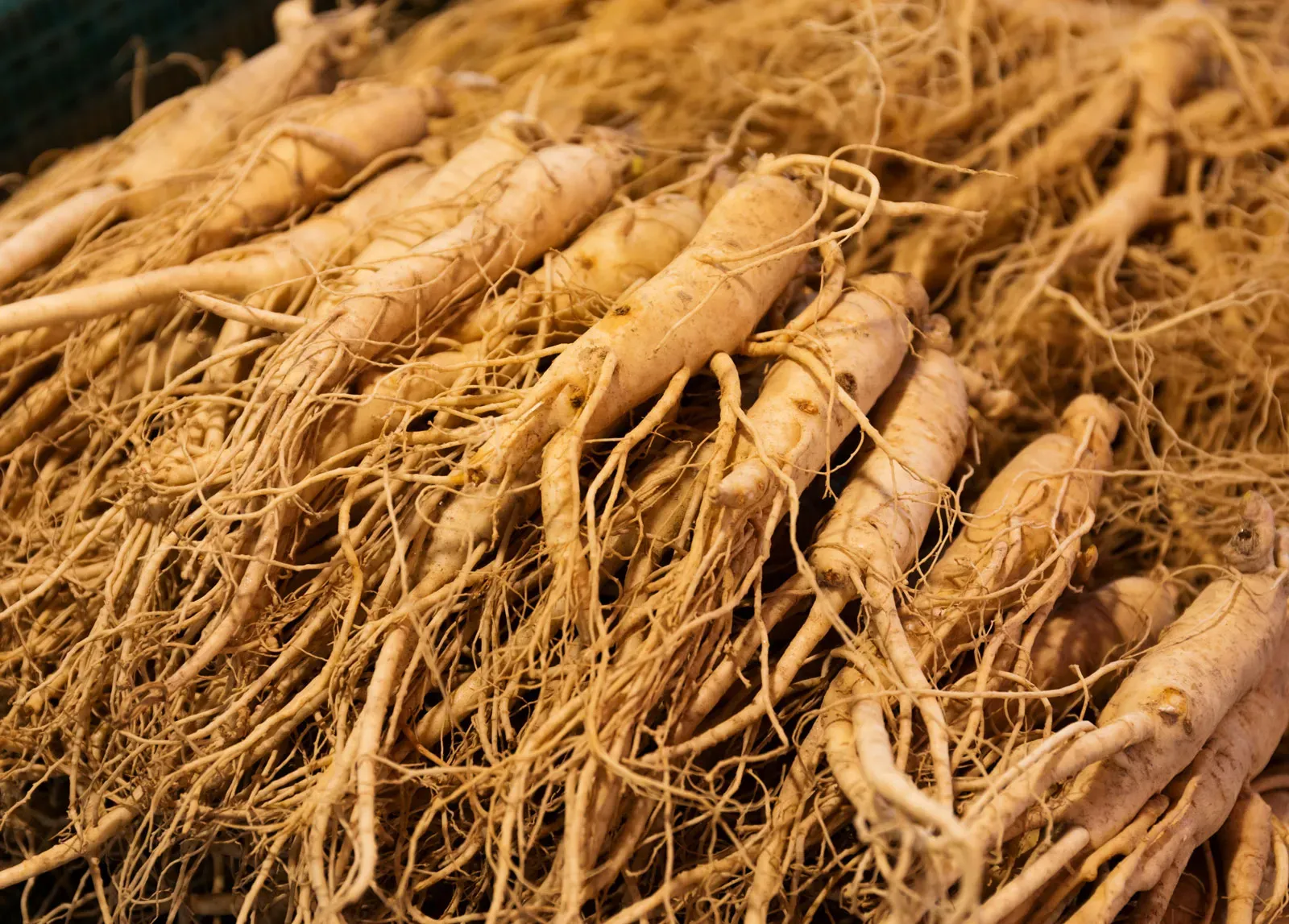 Korean Ginseng